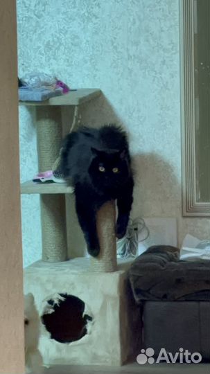 Кот в добрые руки