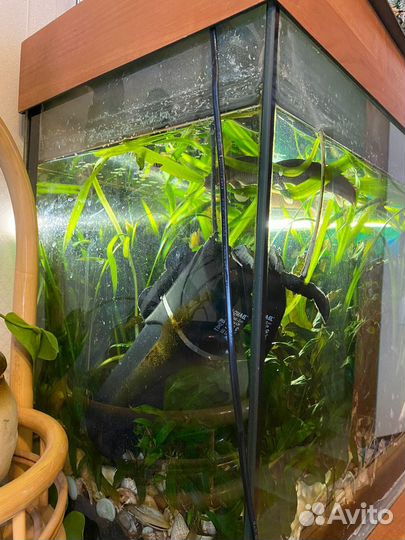 Аквариум