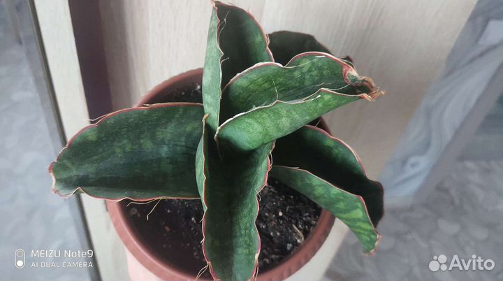 Сансевиерии