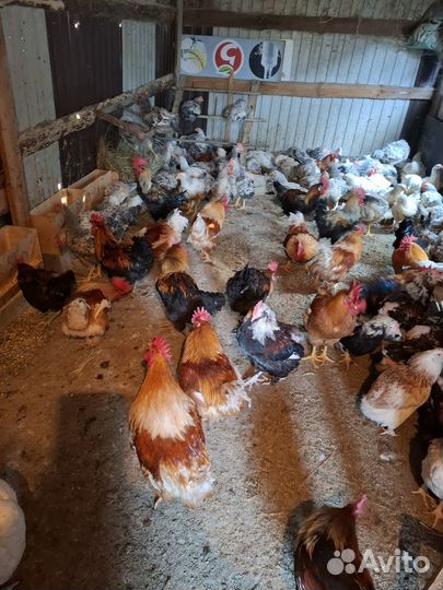 Молодые породистые петухи на племя