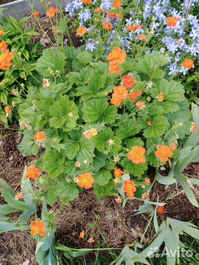 Продам цветы