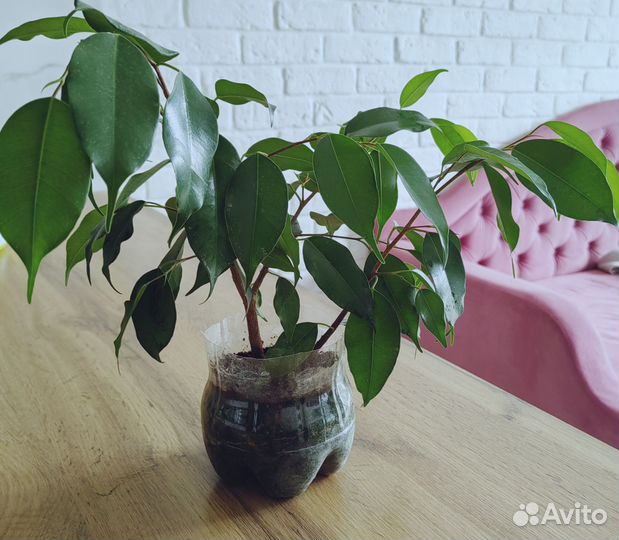 Фикус бенджамина