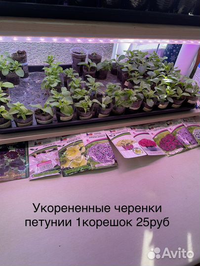 Петуния ампельная черенки