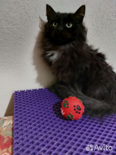 Котёнок подросток