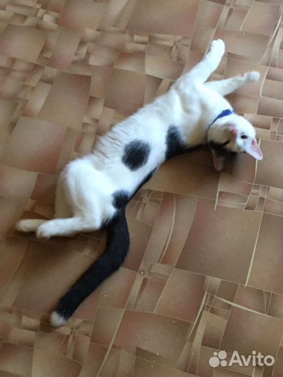 Котенок в семью