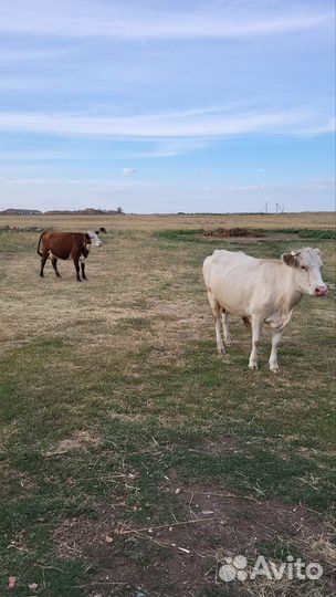 Коровы, теленок