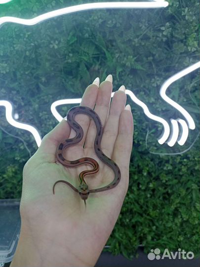 Маисовый полоз