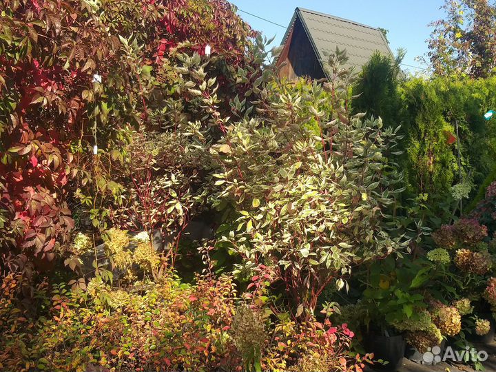 Дерен элегантиссима