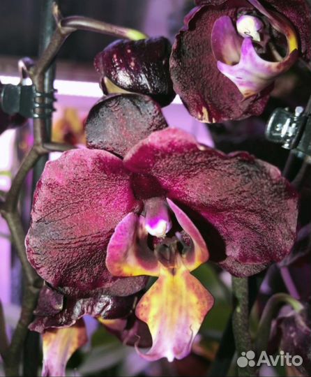 Темная орхидея кожаная, сейчас не цветет