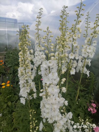 Гейхеры, дельфиниумы