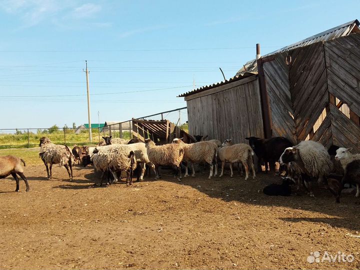 Овцы/бараны/ягнята