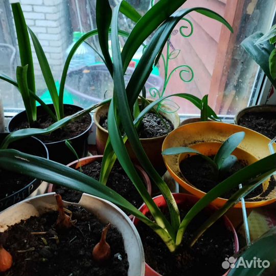 Гиппиаструм и каланхое