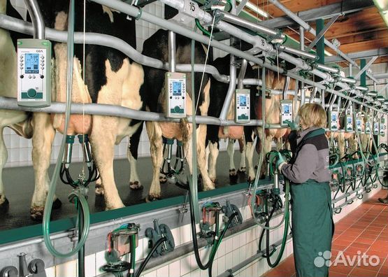 Доильный аппарат для коров