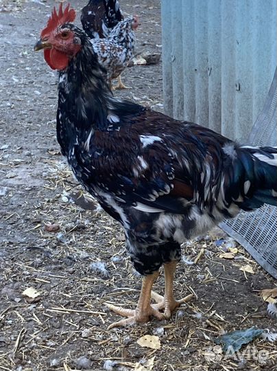 Ливенский петух