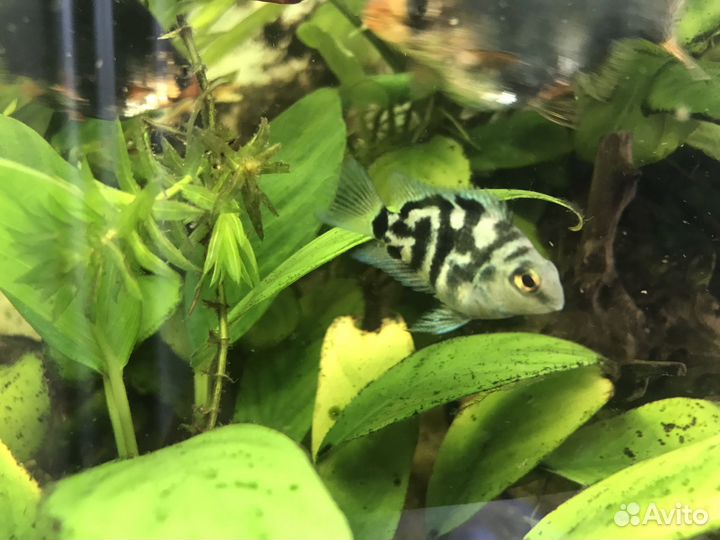 Аквариумные рыбки