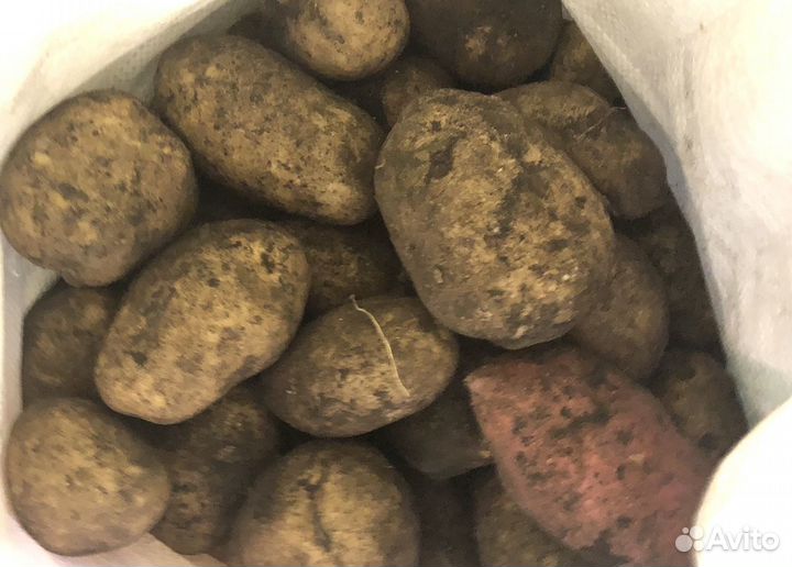 Картофель деревенский