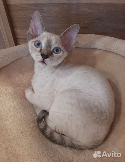 Девон-рекс тигренок