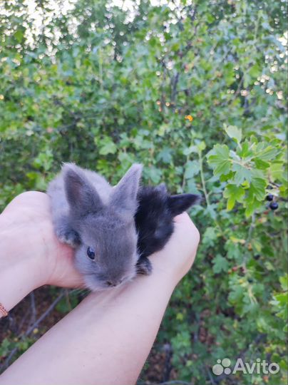 Декоративные кролики