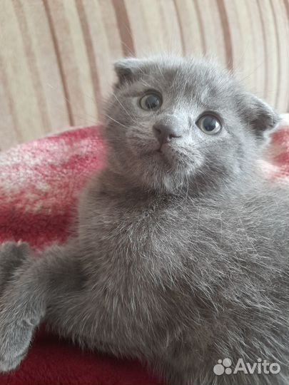 Отдам котят бесплатно.Сами кушают.Серый-девочка