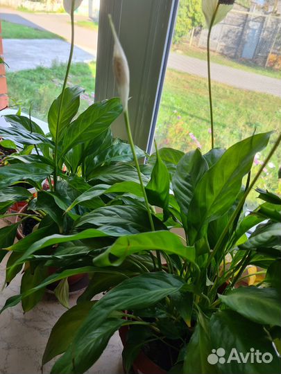 Спатифиллум и другие комнатные растения