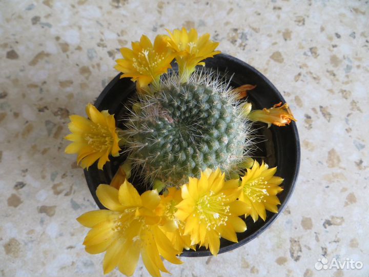 Суккуленты, кактусы и другие комнатные цветы