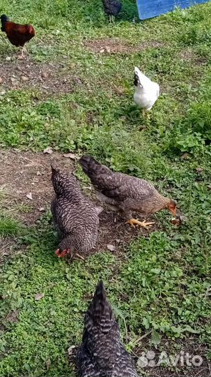 Куры молодки