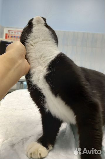 Лучший кот в добрые руки