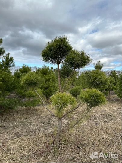 Сосна Бонсай