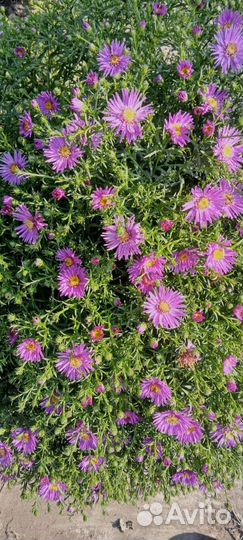 Цветы рассада