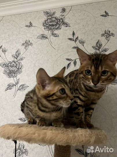 Бенгальский кот