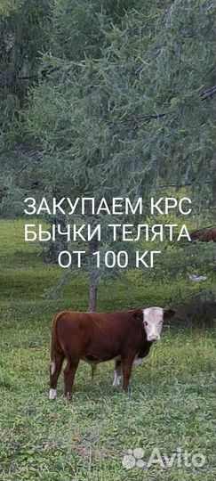 Крс, бычки телята от 100 кг