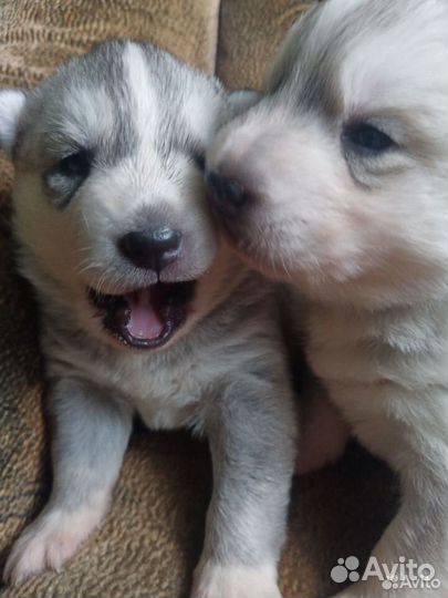 Щенки сибирской хаски