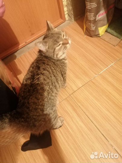 Кошка в дар