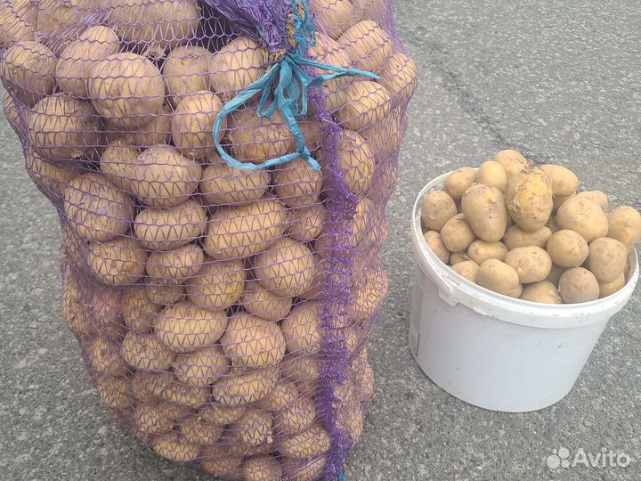 Продам картофель