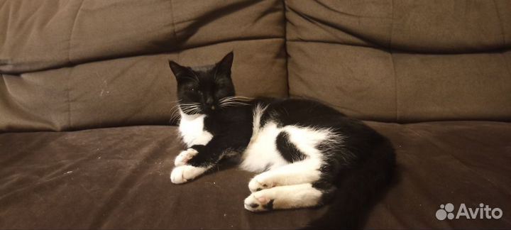 Кошка в дар