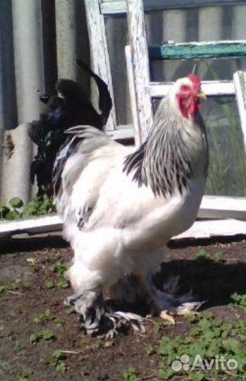 Продам молодых петушков