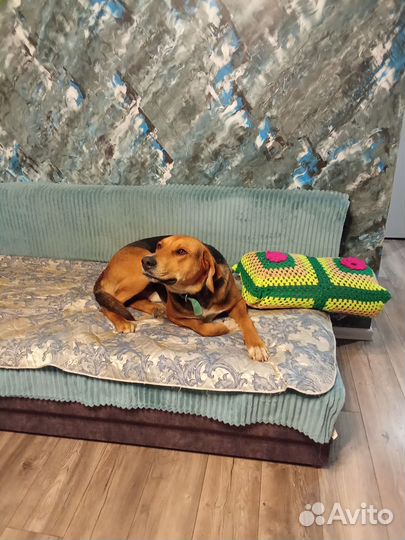 Случка собак