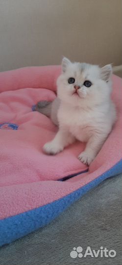 Котята шотландские