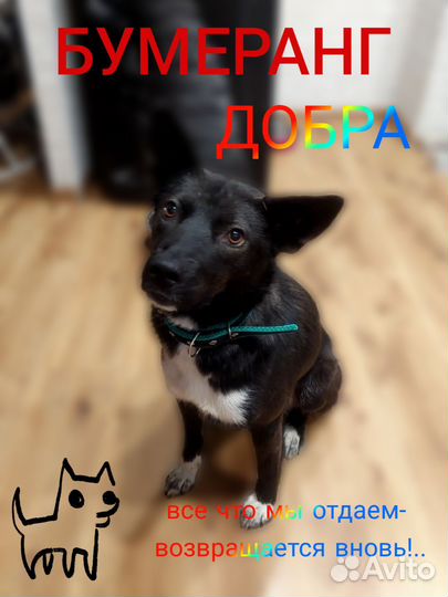 Собака в добрые руки отдам бесплатно