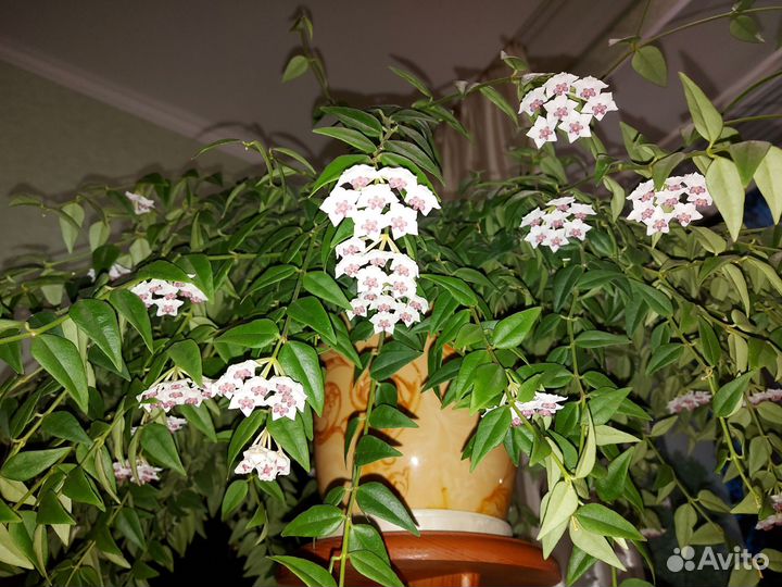 Комнатные растения