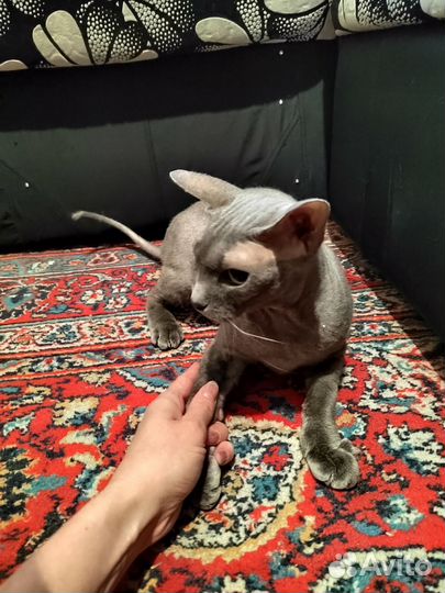 Кошка сфинкс бесплатно