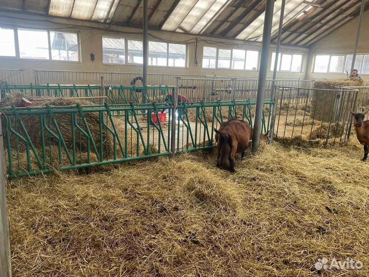 Хэдлок для коз и овец