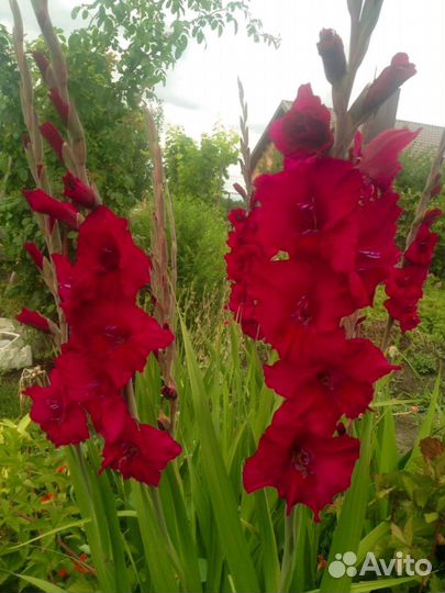 Гладиолусы луковицы