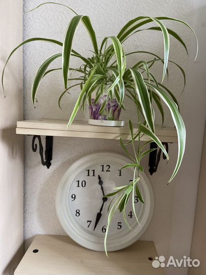 Хлорофитум