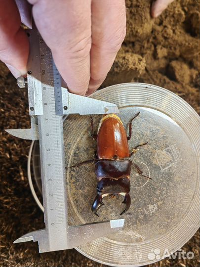 Экзотические жуки Dorcus titanus