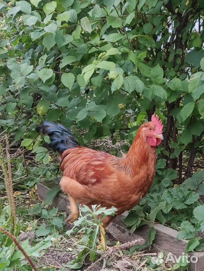 Молодые петухи