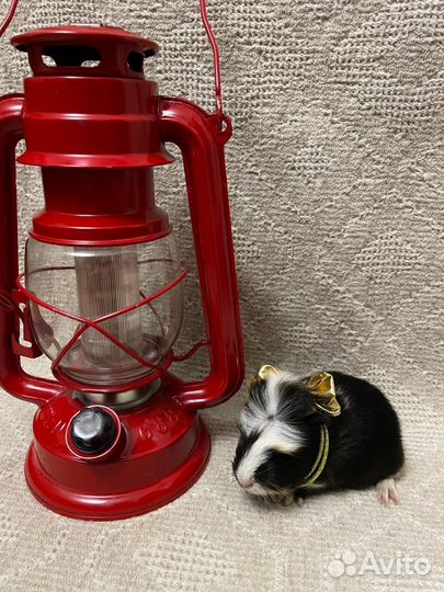 Морская свинка