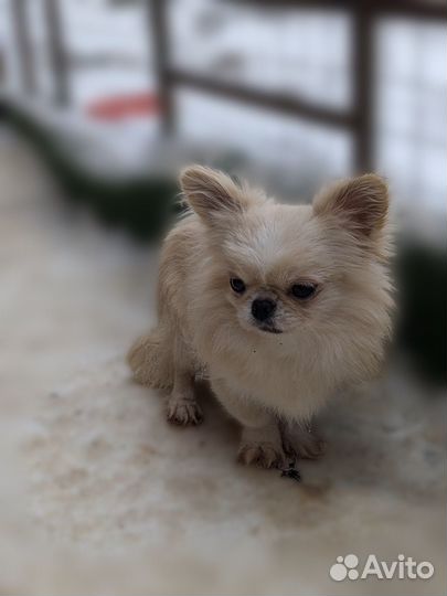 Длинношерстный кремовый мальчик чихуахуа