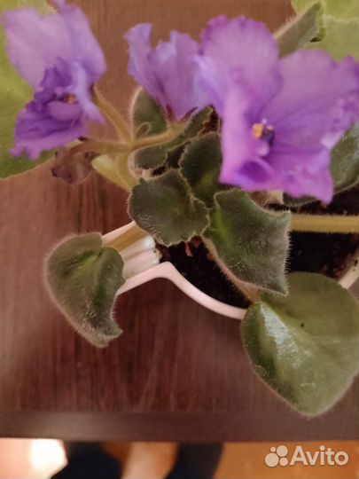 Комнатные растения цветы сортовые фиалки