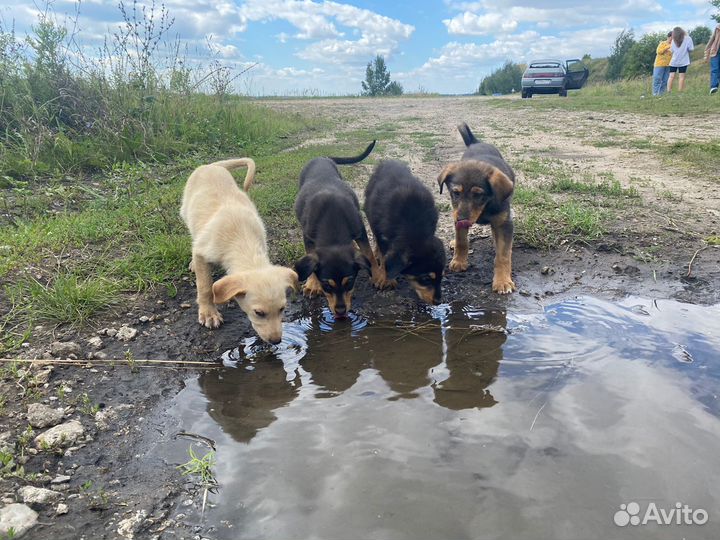 Щенки бесплатно